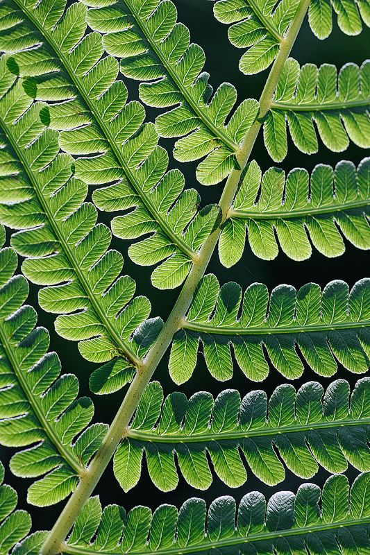 tokina 100 macro, beautiful, красивый, moment, момент, nature, природа, close-up, крупный план, leaf, лист, fern, папоротник, Привет из глубины веков. фото превью