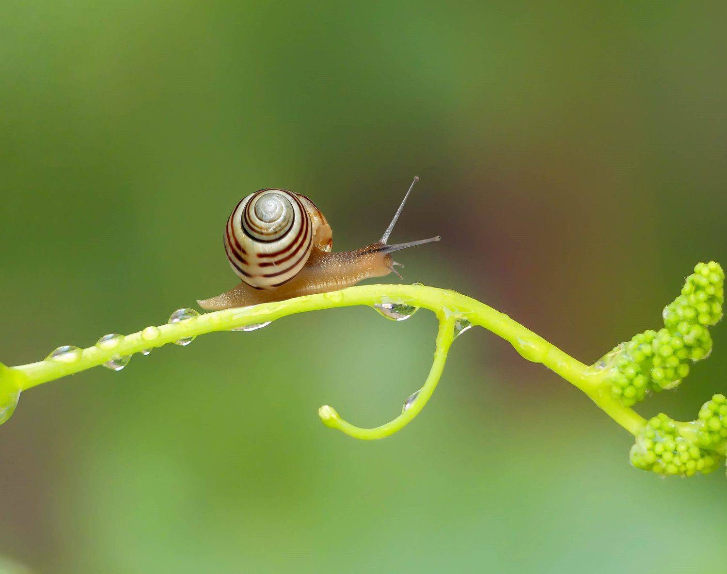 #insects #insect #bug #bugs #bugslife #macro #closeup #nature #animals #animals #instanature #instagood #macrogardener #macrophotography #creature #creatures #macro_creature_feature #photooftheday #wildlife #nature_shooters #earth #naturelover #lovenature, ali bakhshi