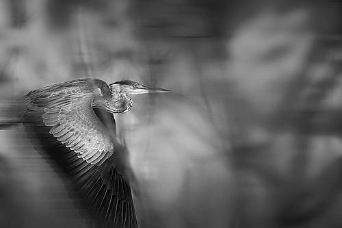 The Grey Heron