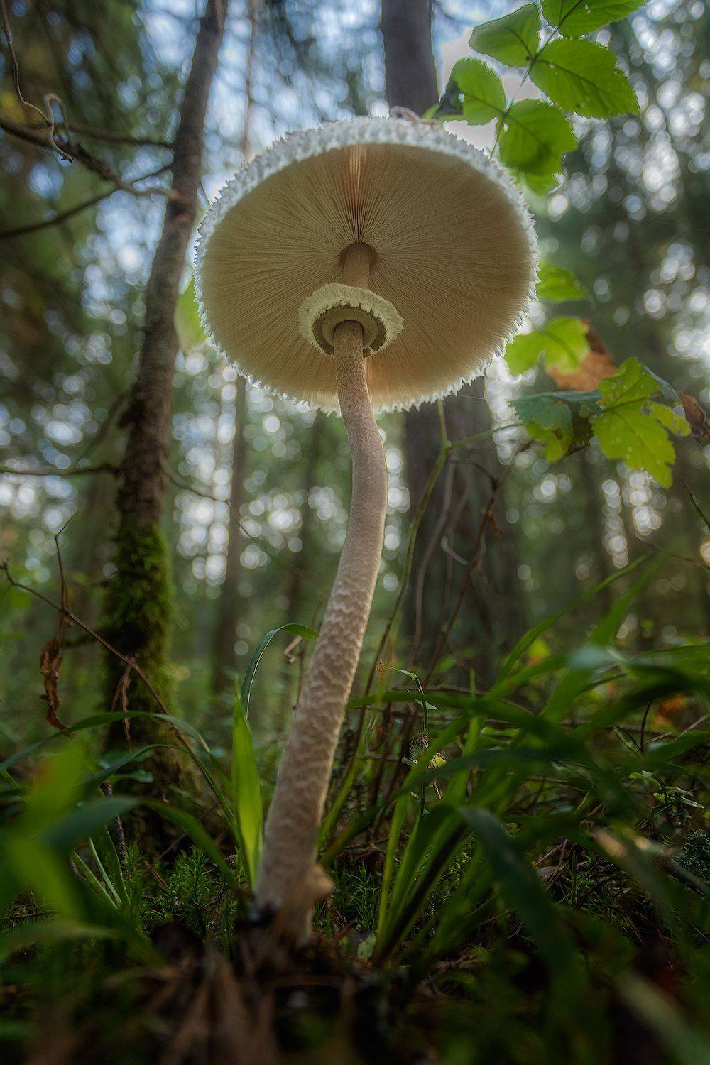 , Николай Андреев