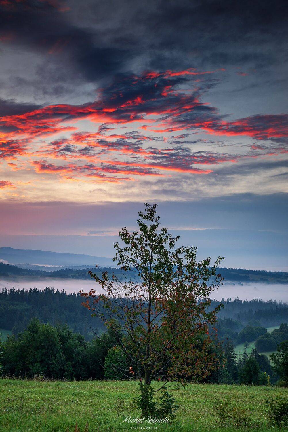 #tree #laser #fog #foggy #wood #nature #amazing #earth #pics #photo #best #poland, Michał Sośnicki