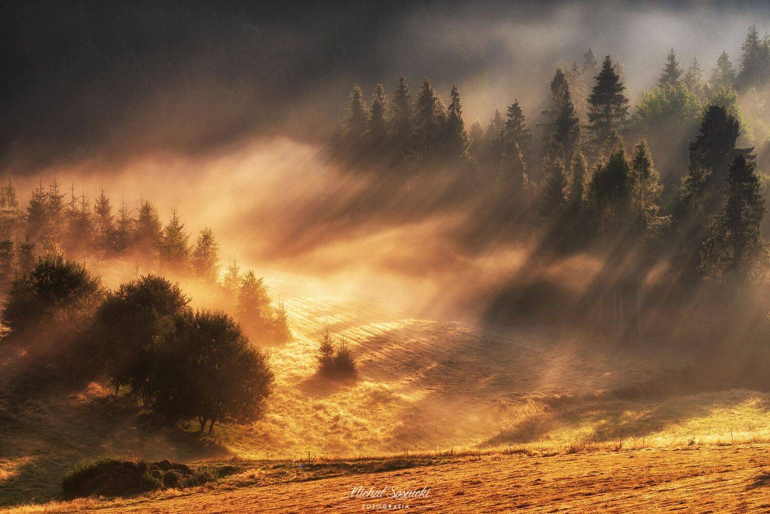 #tree #laser #fog #foggy #wood #nature #amazing #earth #pics #photo #best #poland, Michał Sośnicki