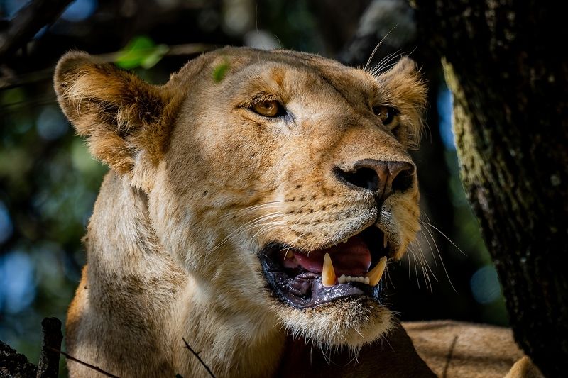 Lion from Manyara. фото превью
