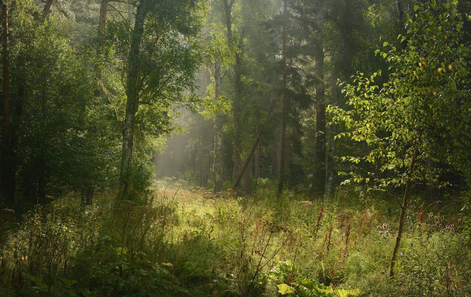 лес лето утро архыз, Александр Жарников