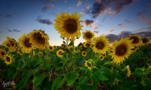  Sunflower field