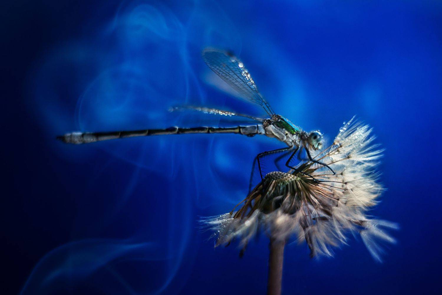 , Анастасия Думинская