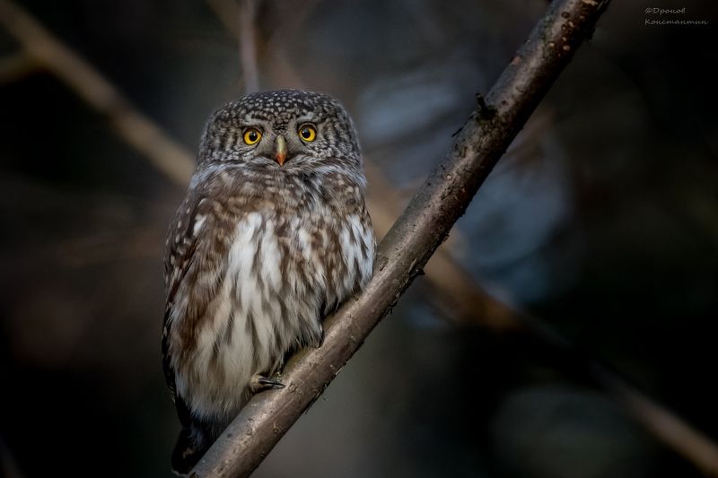 птицы, фотоохота, сычик, воробьный сычик Ах, эти желтые глаза.... фото превью