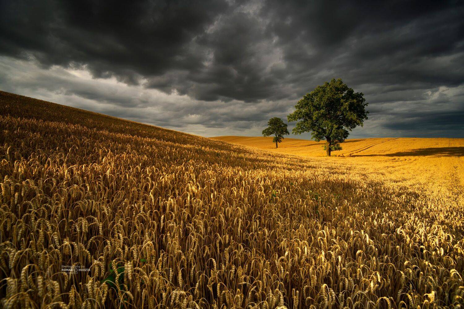 field, landscape, clouds, grain, harvest, ears, tree,, Roman Hudzik