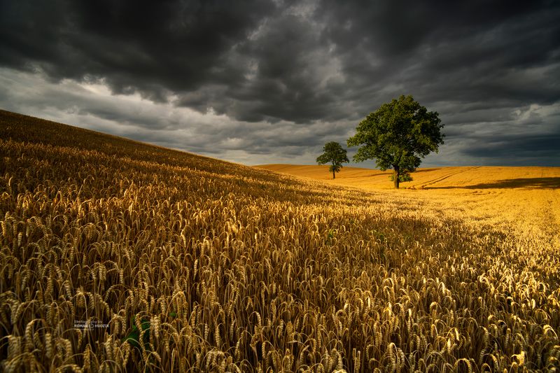 field, landscape, clouds, grain, harvest, ears, tree, Painted Field. фото превью