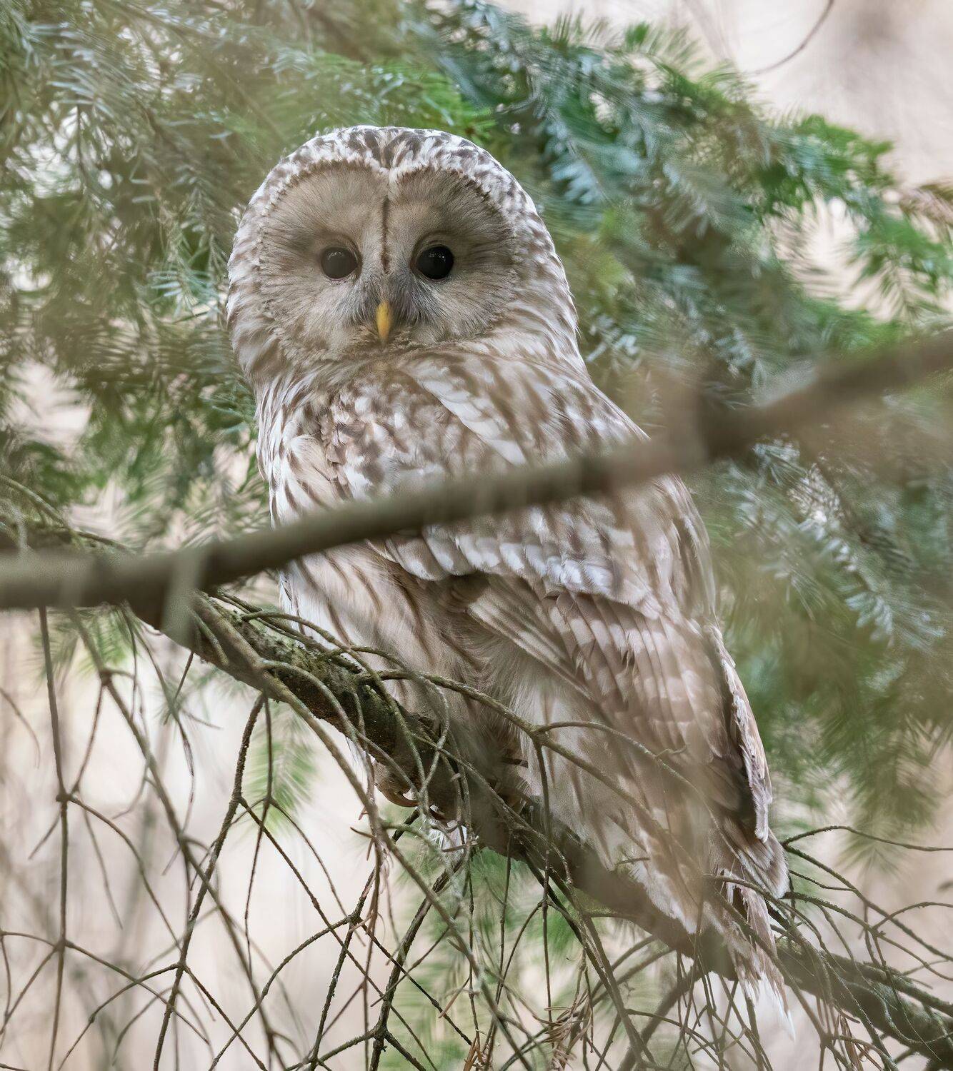 , Константин Дэм