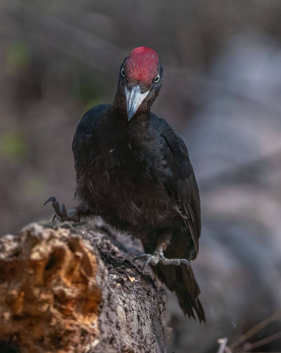 , Константин Дэм