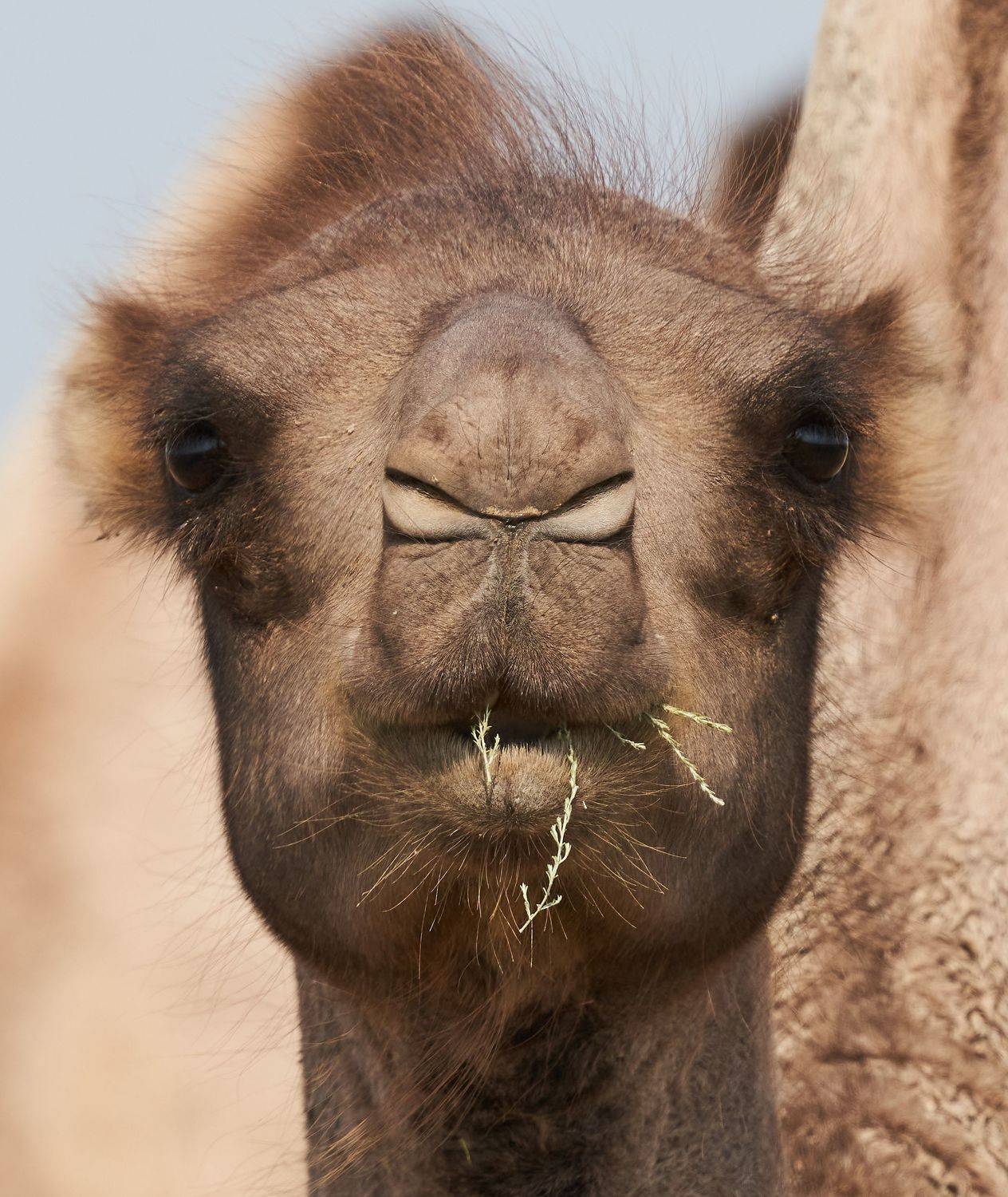 , Victor Krachkovsky