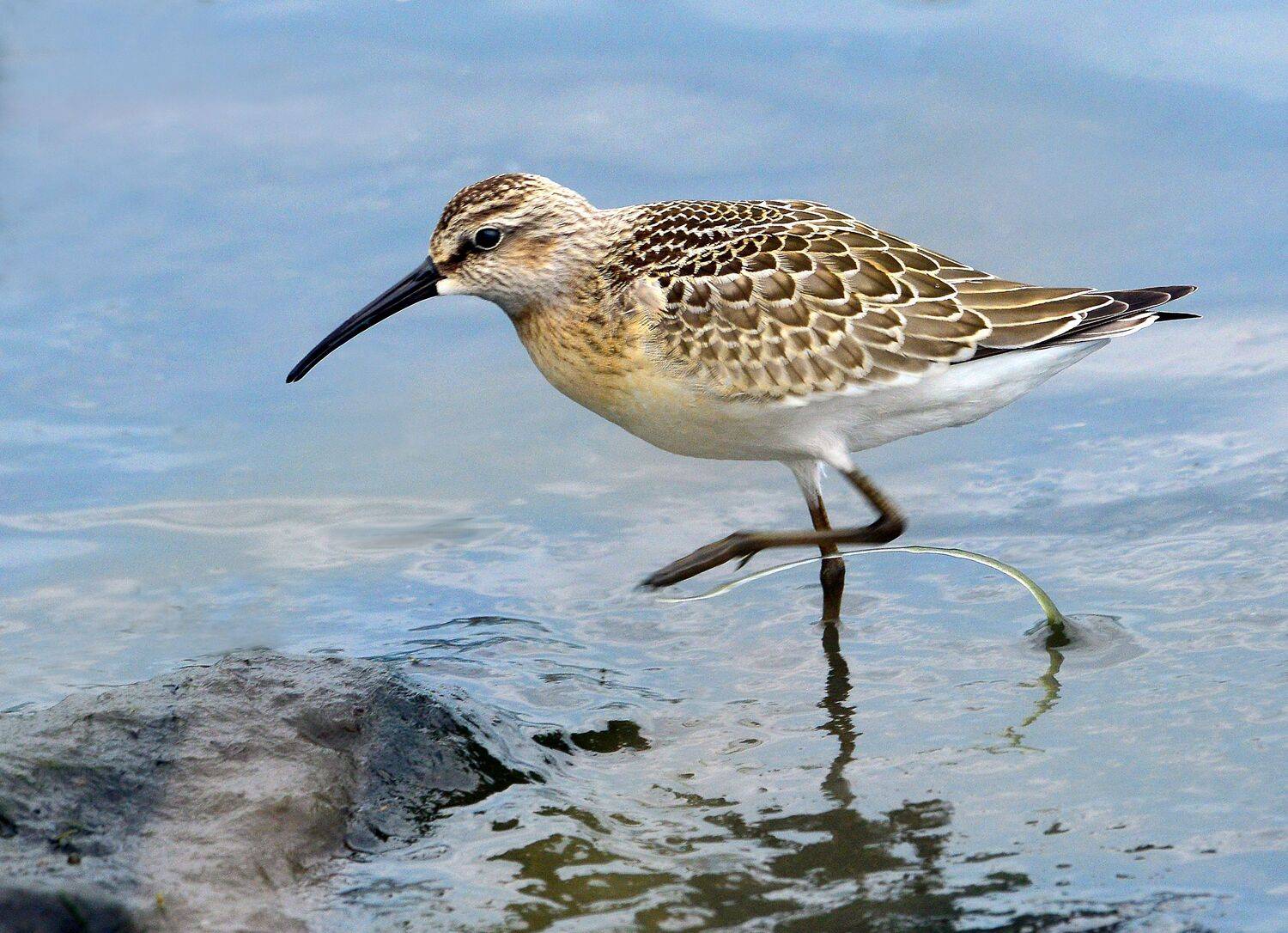 , Михаил Белоусов