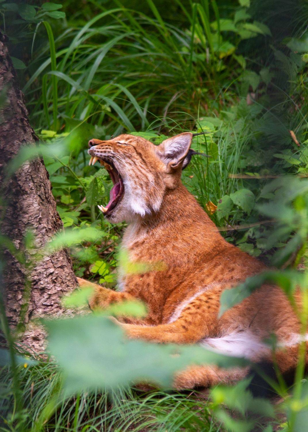 Рысь, кошка, хищник, дикие животные, природа, Константин Костин