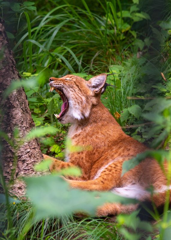 Рысь дальневосточная фото превью
