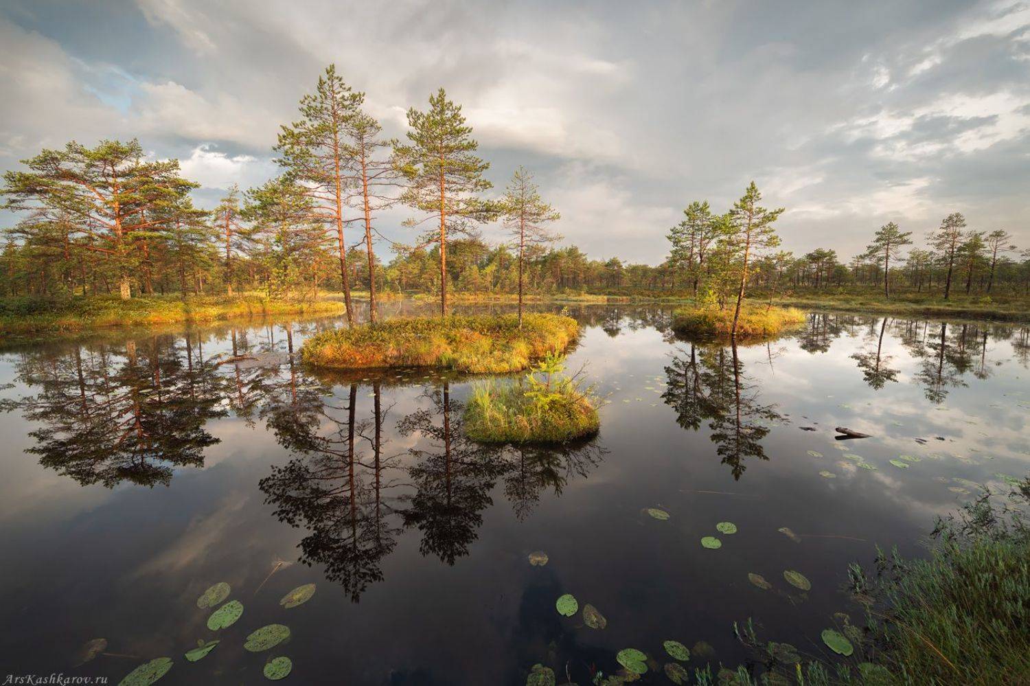 болото, ленобласть, ленинградская область, острова, сосны, утро, Арсений Кашкаров