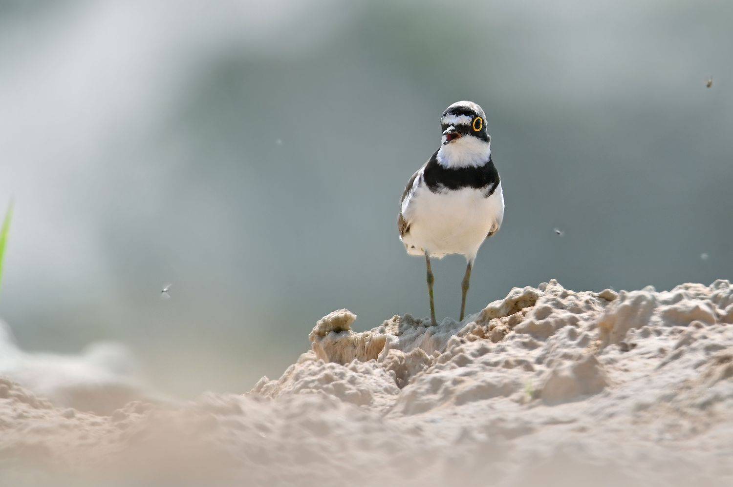 , Чернобай Анна