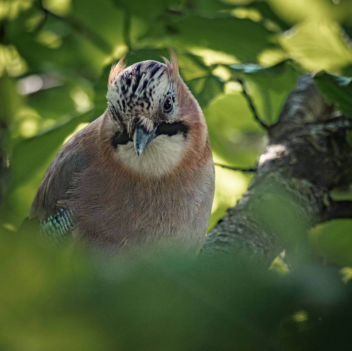 , Курлянцев Алексей