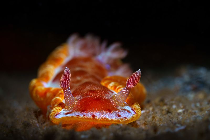 Spanish dancer фото превью