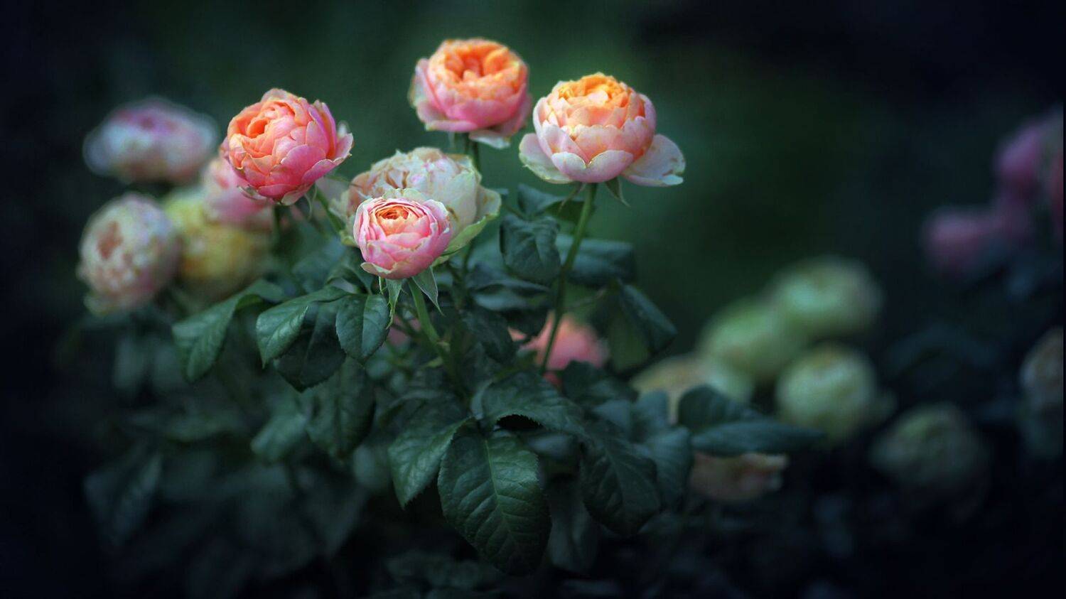 flowers, summer, full, hd, desktop, Serg