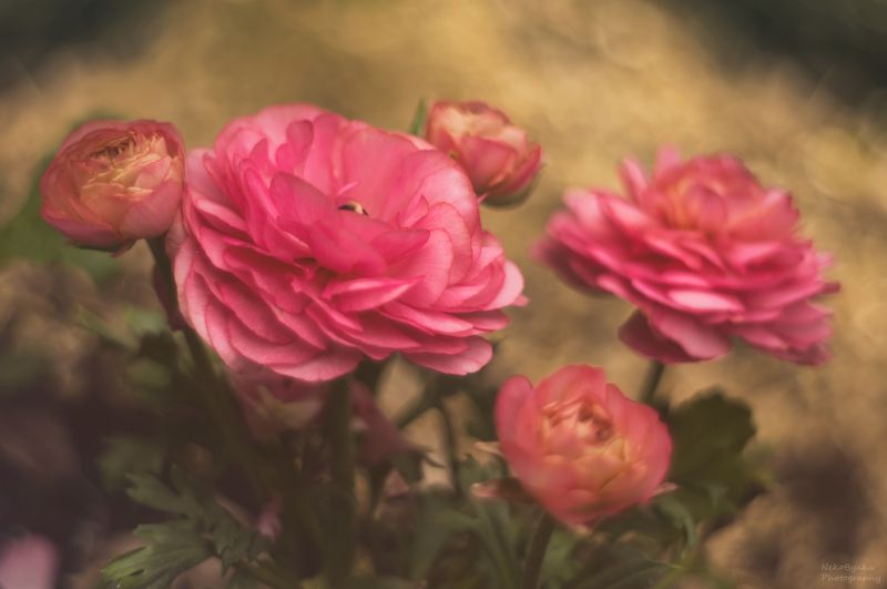 макро, природа, цветы, боке, лютики, вероника, ранункулюс, macro, nature, flowers, bokeh, buttercups, veronica, ranunculus, Вероника и ранункулюс фото превью