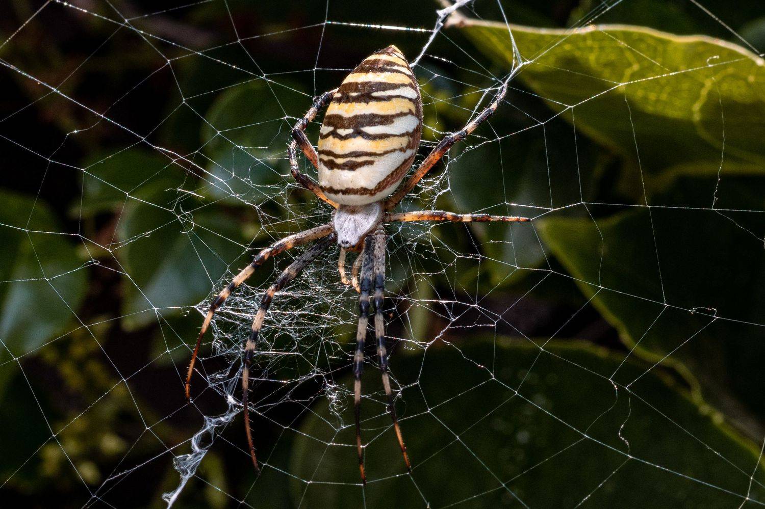 , Алексей Кремнёв