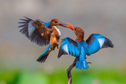 White-throated Kingfisher 1