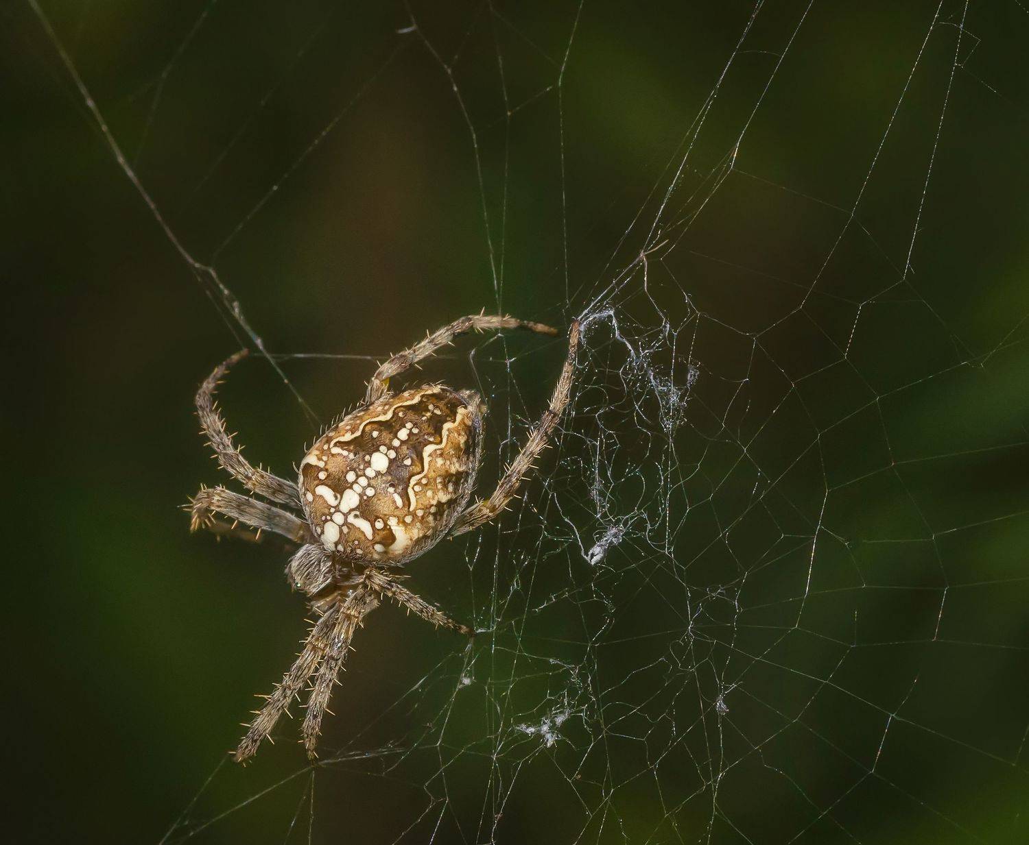 паук, природа, лето, Владимир Володин