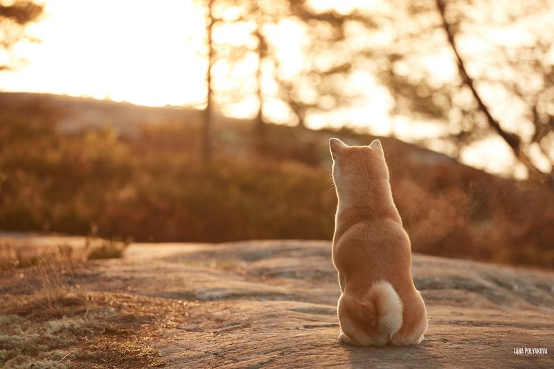 собака, сиба, шиба, сиба-ину, Карелия, рассвет, желтый Манюня в лучах рассвета в Карелии фото превью