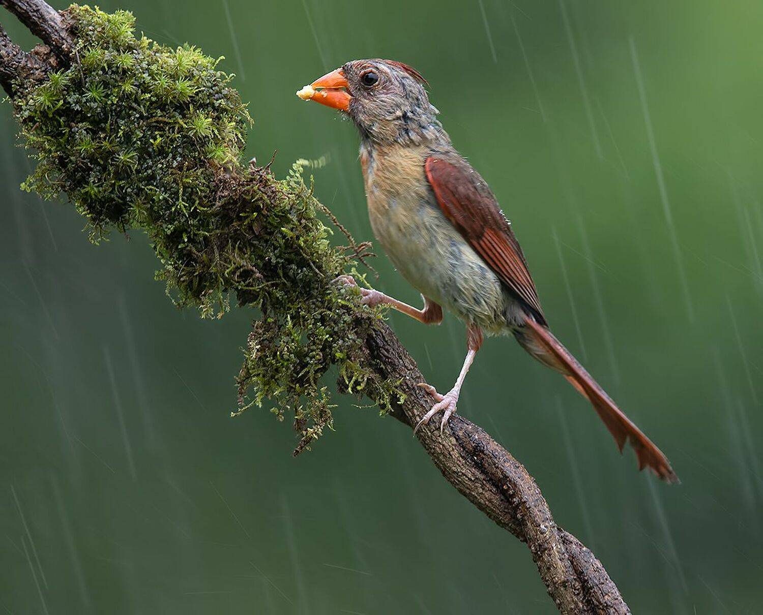 красный кардинал, northern cardinal, cardinal,кардинал, Elizabeth Etkind