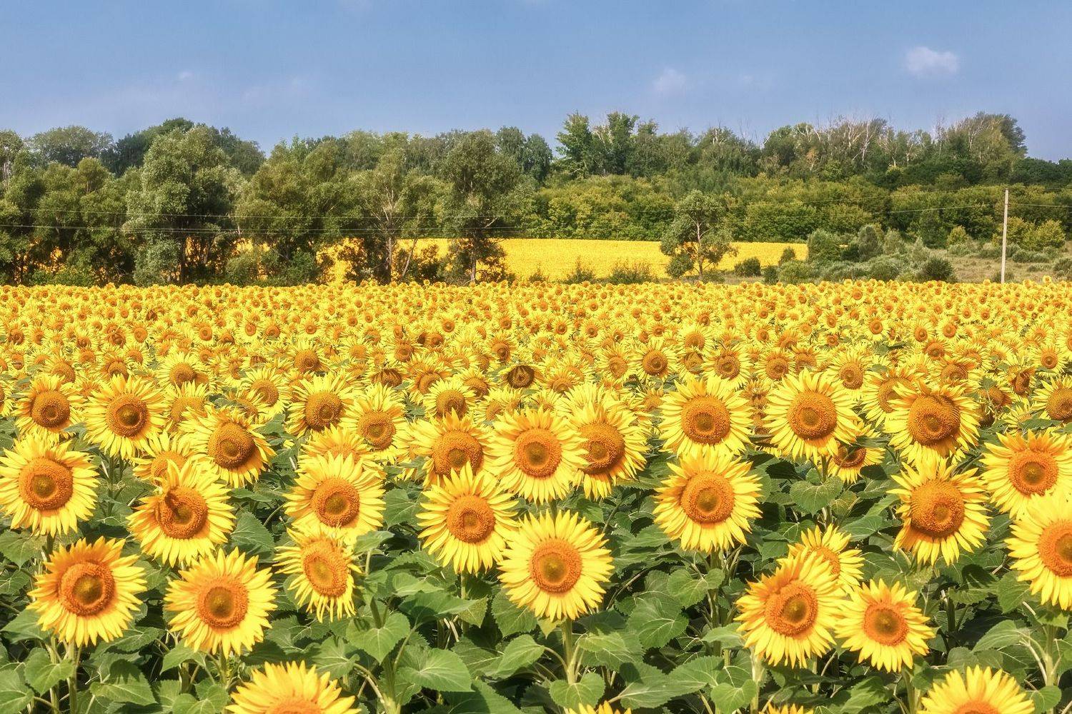 , Алексей Никитин