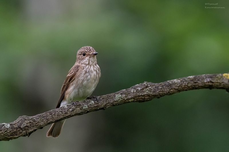 Мухоловка фото превью