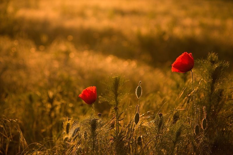 Poppies on the headland фото превью