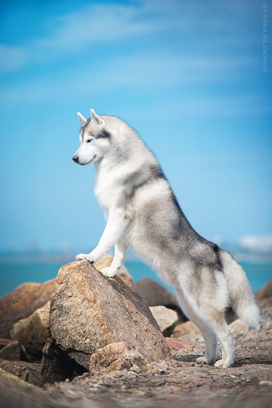 The King фото превью