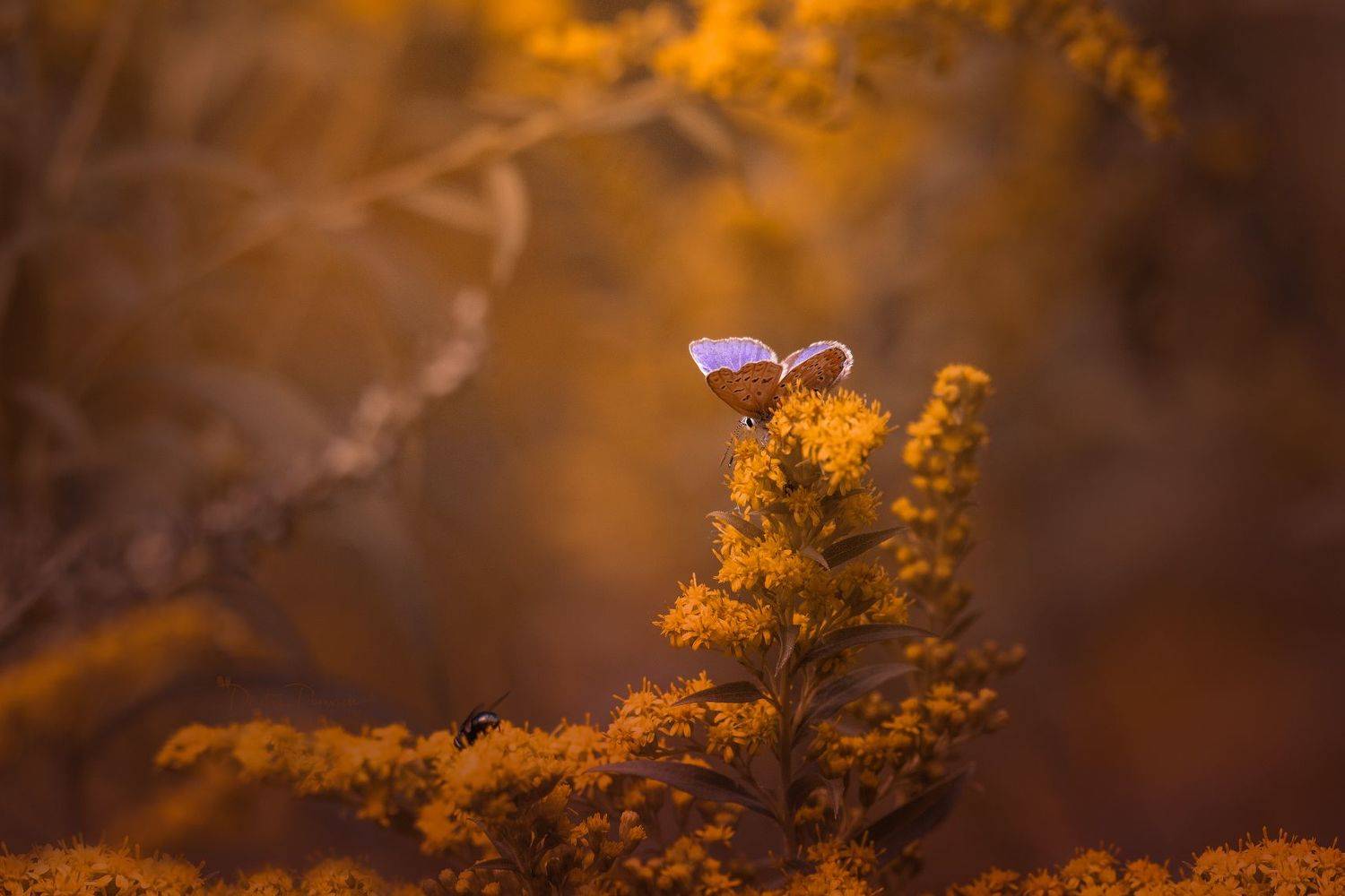 природа, лес, поля, огороды, животные, птицы, макро, Дмитрий Посевич