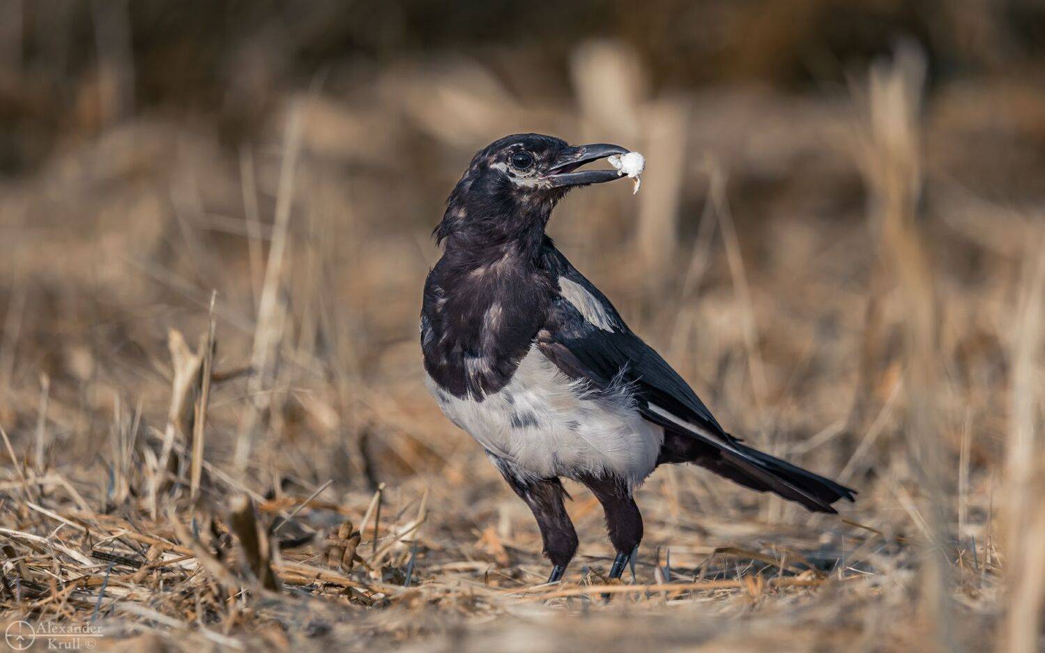 , Александр Круль