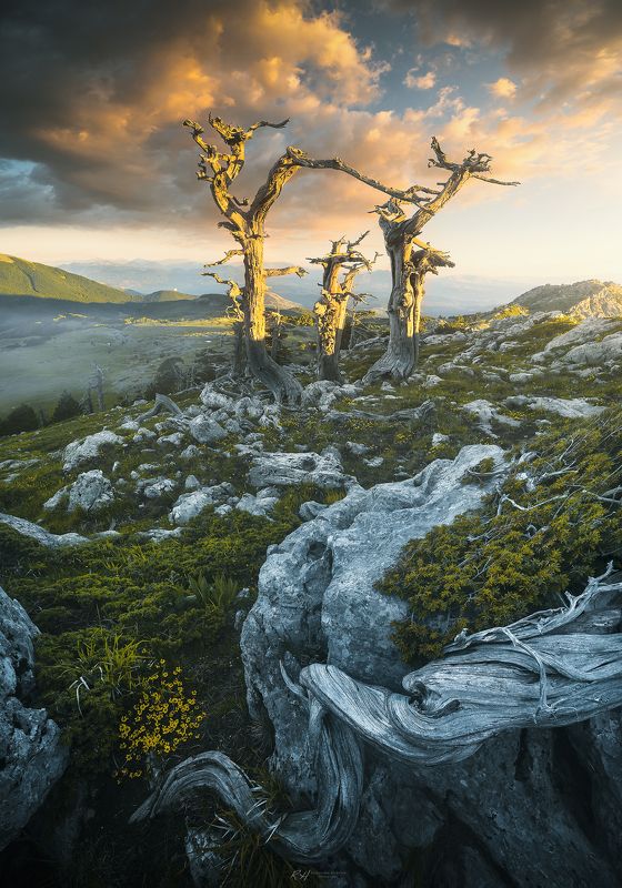 Back to my roots фото превью