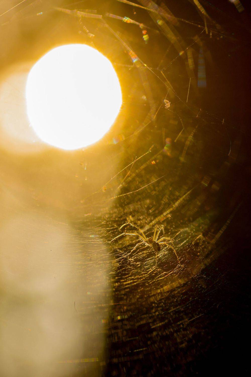 паук паутина солнце макро, Жданов Дмитрий