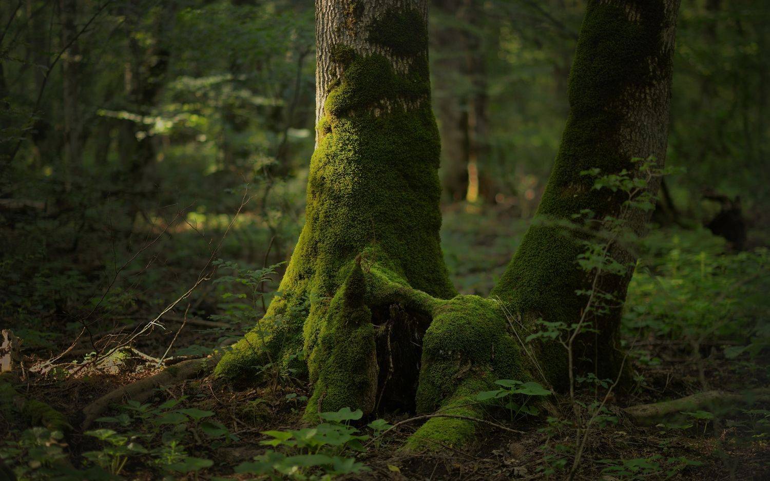 лес лето утро, Александр Жарников