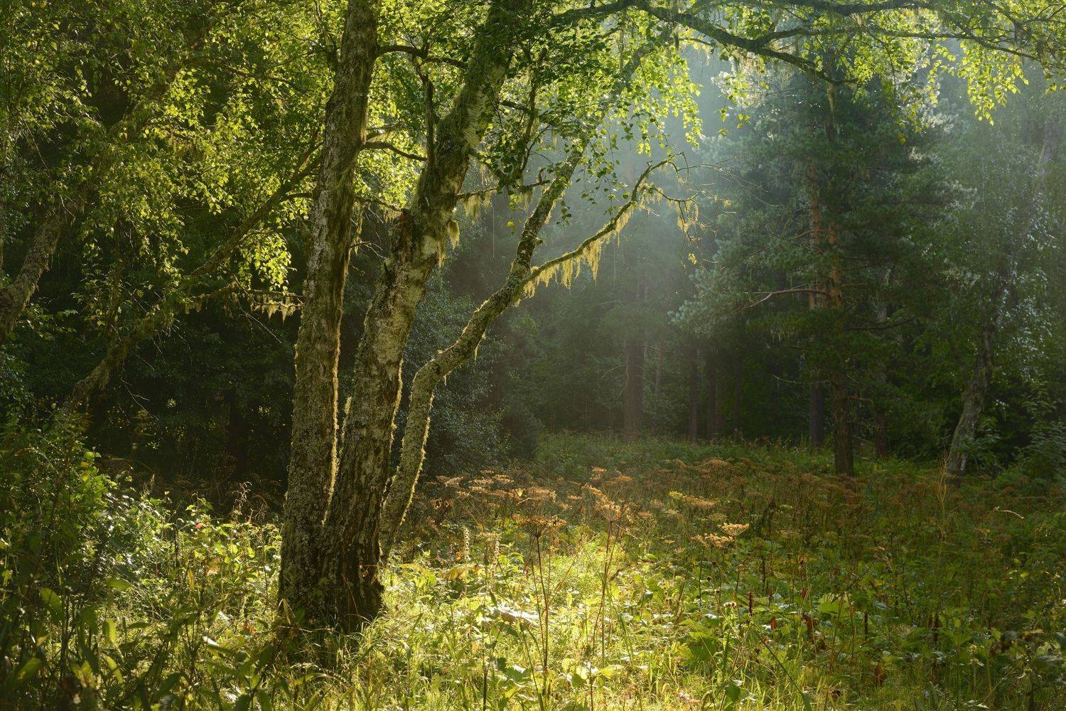 лес лето утро архыз, Александр Жарников