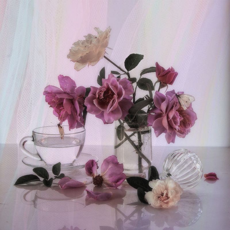 Розы цвЕта сирени фото превью