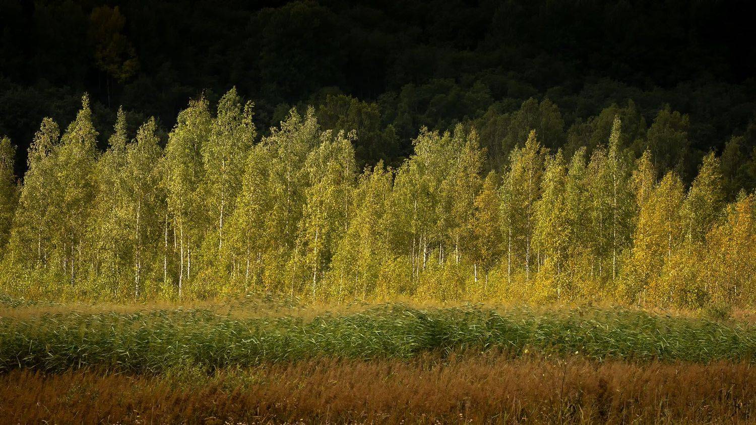 , Елена Маковоз