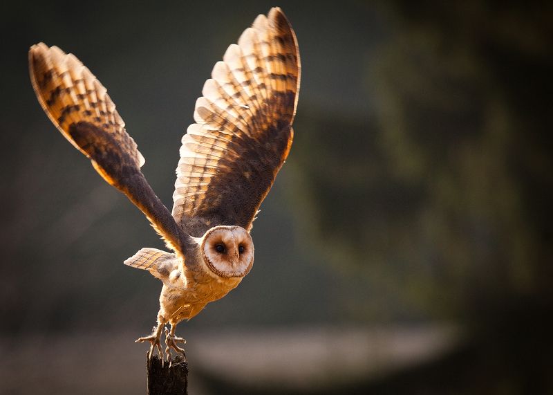 Barn Owl фото превью