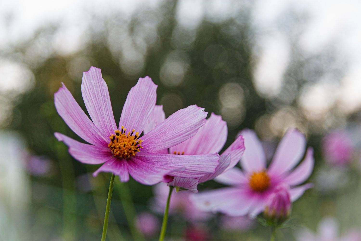 , Лариса Лофицкая