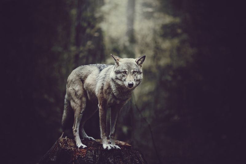 волк, волчица, осень, лес, хищник, wolf, forest, animal, wild Волчица фото превью