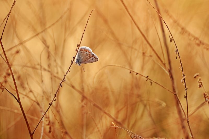 Августовская жара фото превью