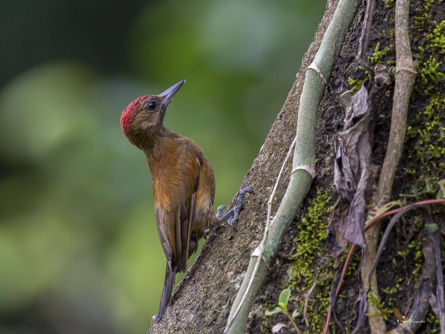 , Fernando Burgalin Sequeira