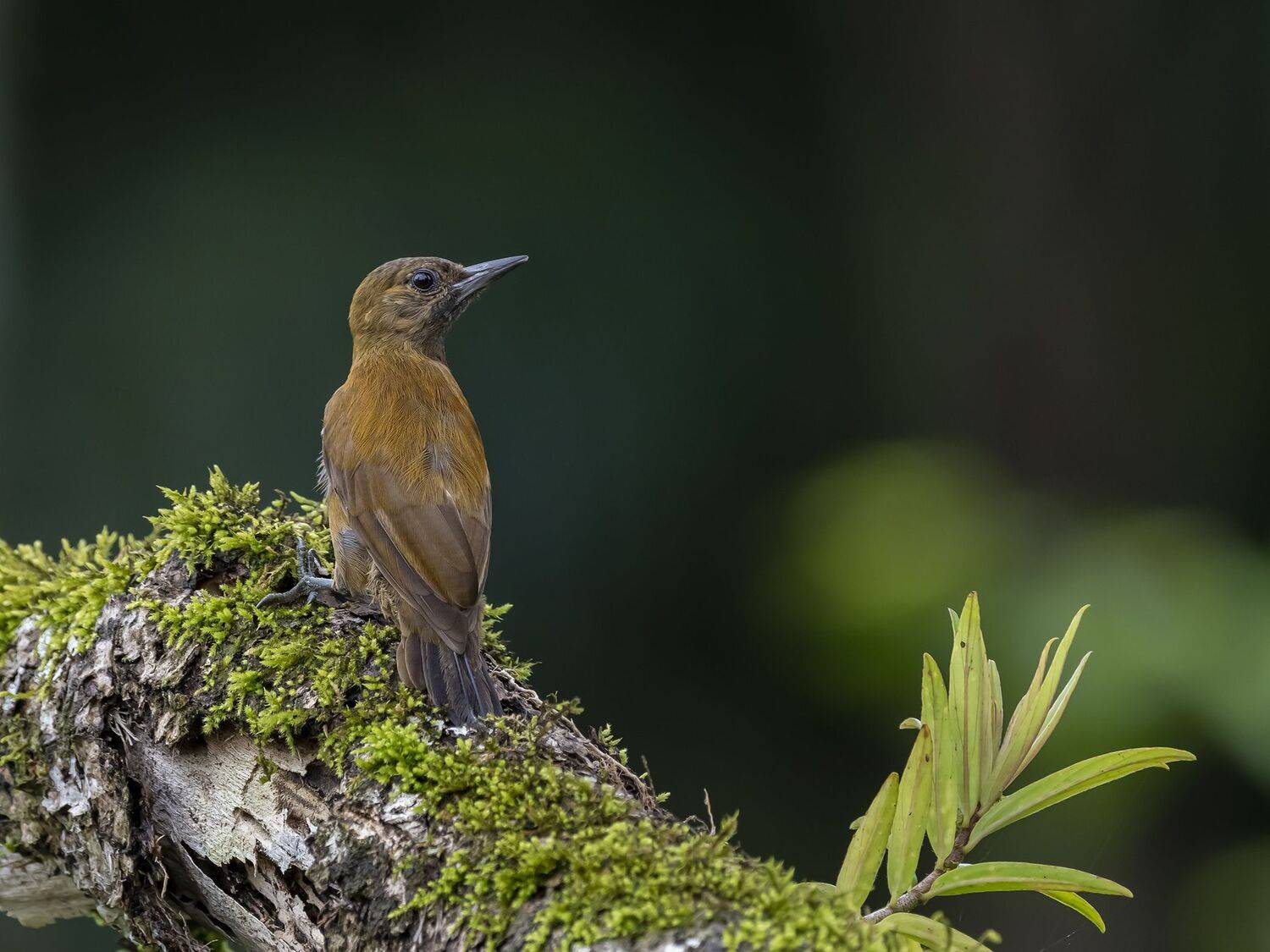 , Fernando Burgalin Sequeira