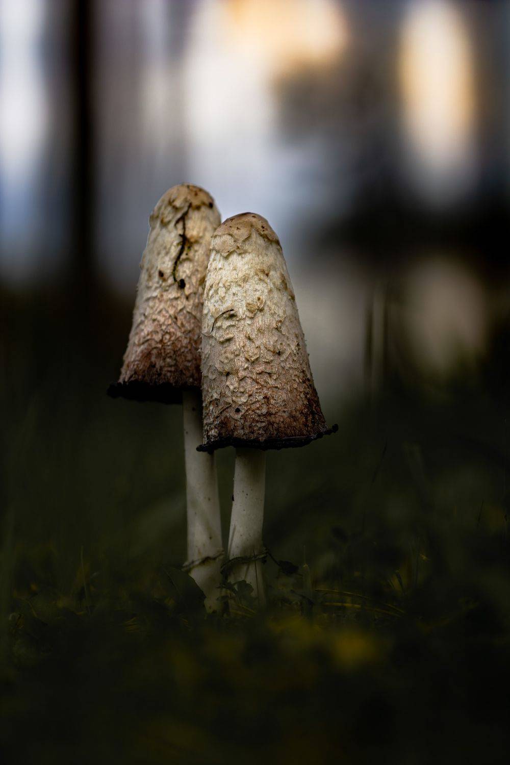 , Александра Юсупова