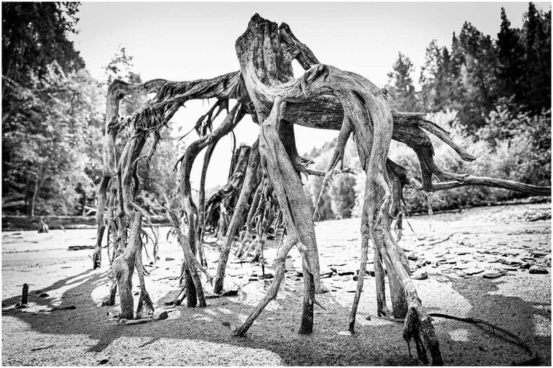 Речные монстры фото превью